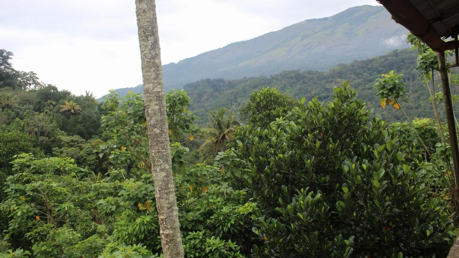 Ksk Homes Munnar Anaviratty Homestay