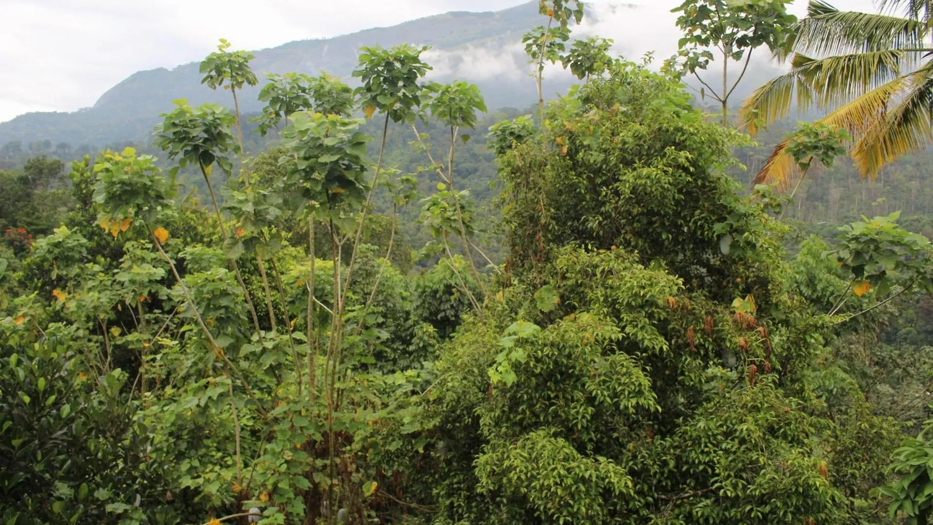 Homestay Ksk Homes Munnar Anaviratty India