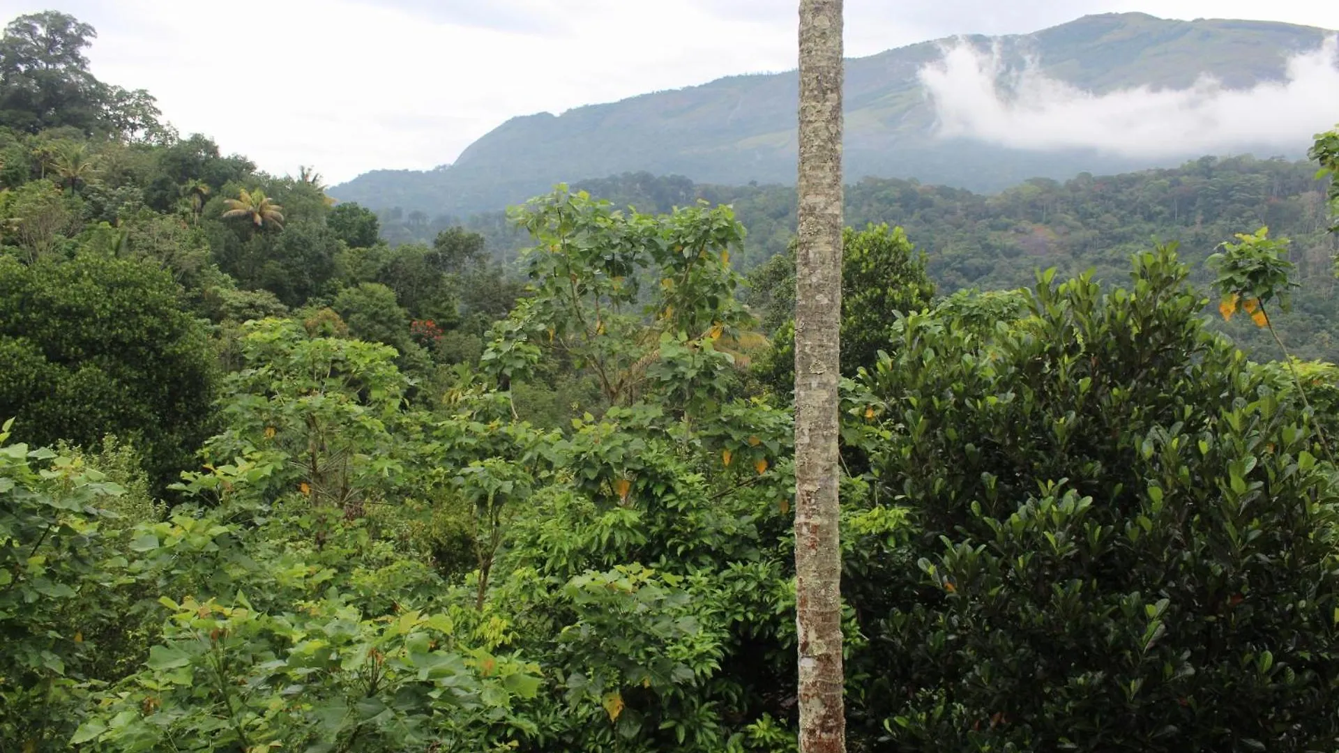 Homestay Ksk Homes Munnar Anaviratty