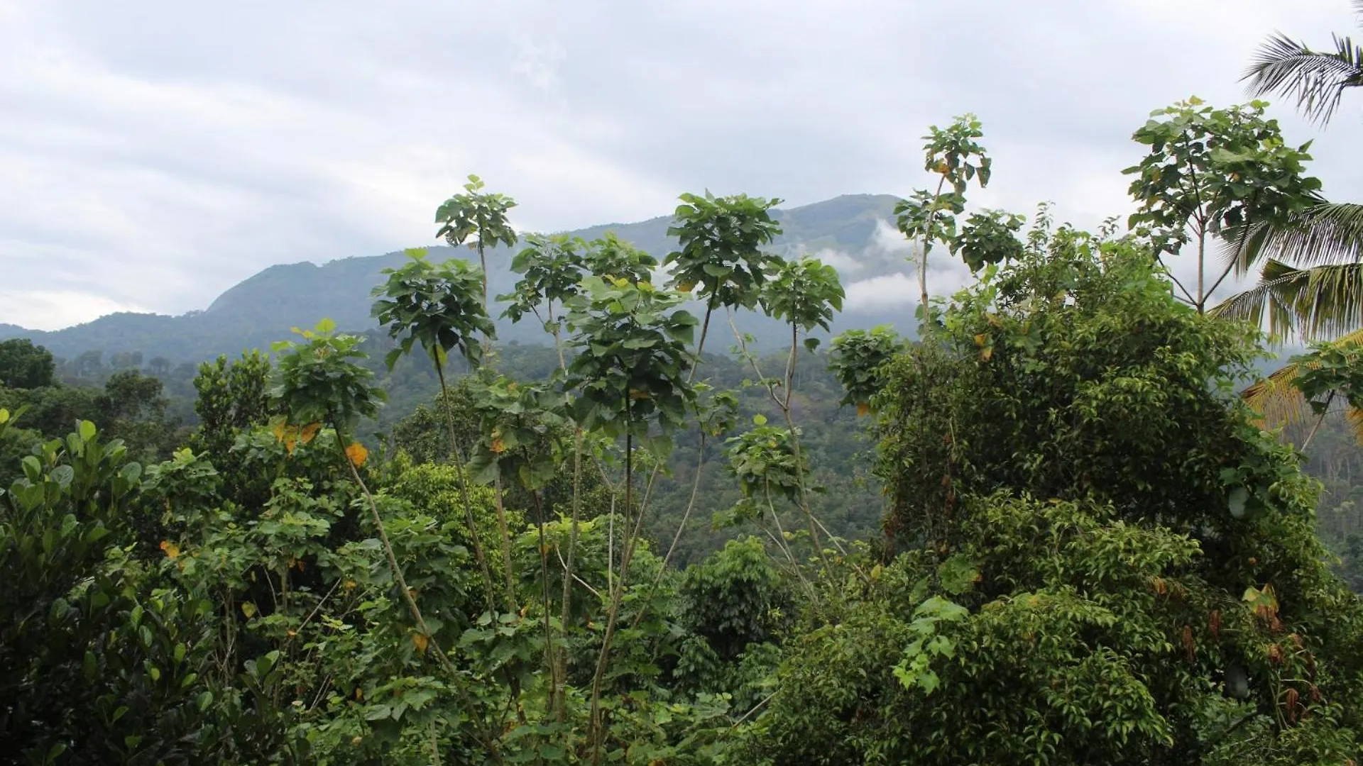 Ksk Homes Munnar Anaviratty Homestay