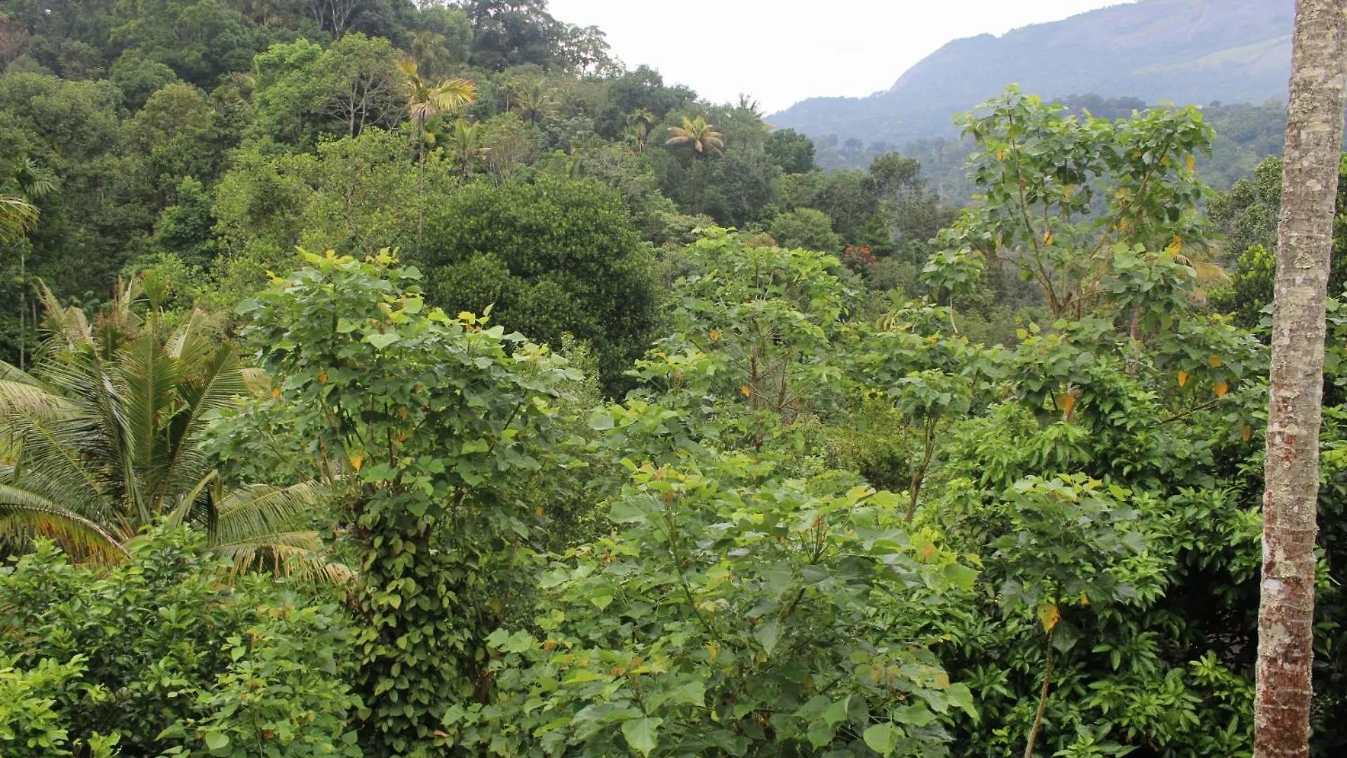 Homestay Ksk Homes Munnar Anaviratty India