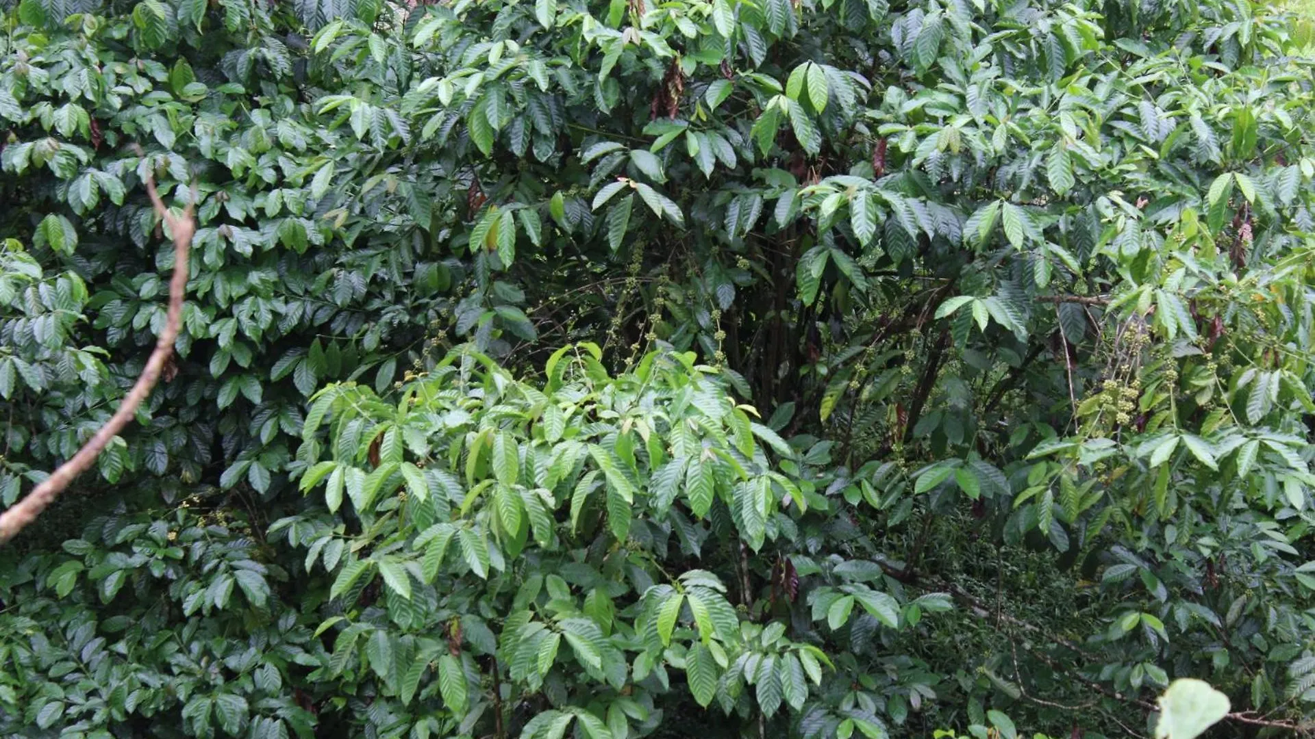 Ksk Homes Munnar Anaviratty